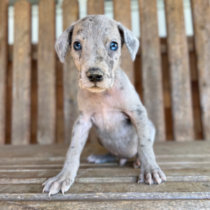 Great Dane Puppy Morgan