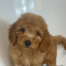 Goldendoodle Puppy Caine