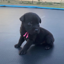 Labrador Retriever Puppy Kami