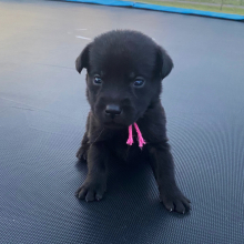 Labrador Retriever Puppy Kami