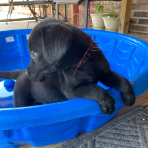 Labrador Retriever Puppy Kami