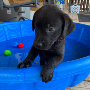 Labrador Retriever Puppy Kami