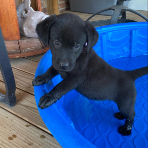 Labrador Retriever Puppy Kami