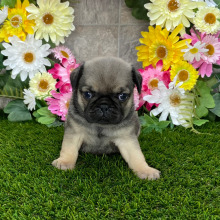 Pug Puppy Julia