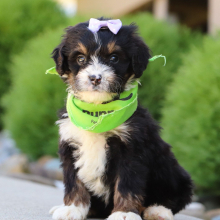Bernedoodle Puppy Skye