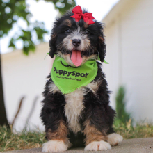 Bernedoodle Puppy Skye