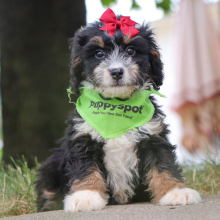 Bernedoodle Puppy Skye