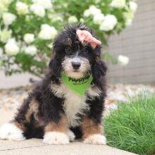 Bernedoodle Puppy Skye