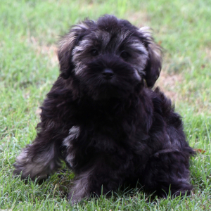 Miniature Schnauzer Puppy Cruz