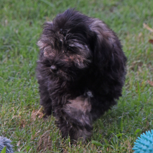 Miniature Schnauzer Puppy Cruz