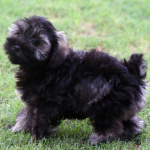 Miniature Schnauzer Puppy Cruz