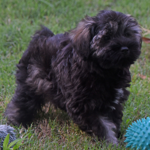 Miniature Schnauzer Puppy Cruz