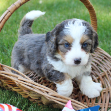 Bernedoodle Puppy Taya