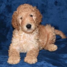 Labradoodle Puppy Andre