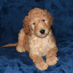 Labradoodle Puppy Andre
