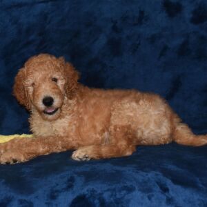 Labradoodle Puppy Andre
