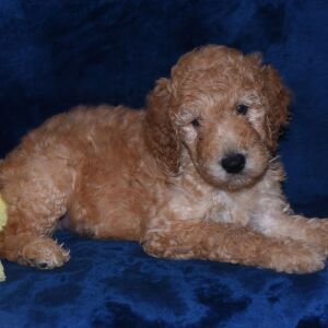 Labradoodle Puppy Andre