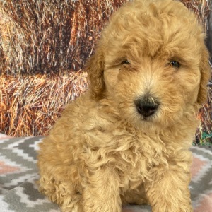 Goldendoodle Puppy Cheryl