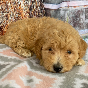 Goldendoodle Puppy Cheryl