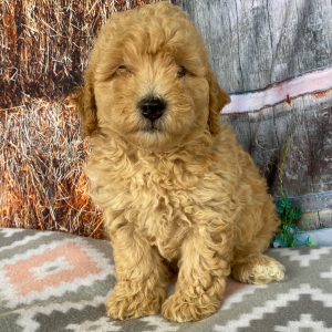 Goldendoodle Puppy Cheryl