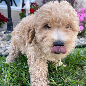 Goldendoodle Puppy Cheryl