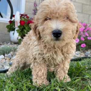 Goldendoodle Puppy Cheryl
