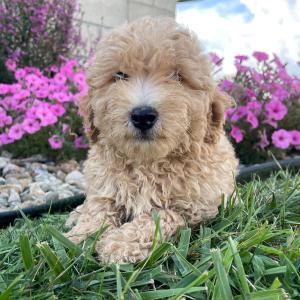 Goldendoodle Puppy Cheryl