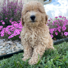 Goldendoodle Puppy Cheryl