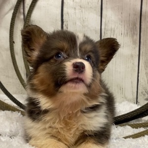 American Corgi Puppy Hazel