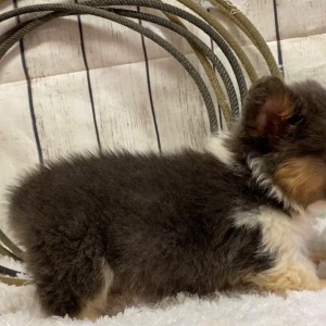 American Corgi Puppy Hazel