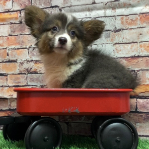 American Corgi Puppy Hazel