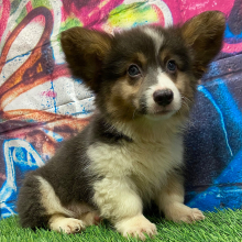 American Corgi Puppy Hazel