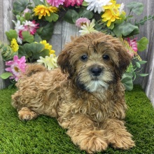Shihpoo Puppy Doris