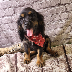 Cockalier Puppy Reed