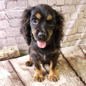 Cockalier Puppy Reed