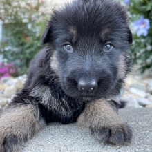 German Shepherd Dog Puppy Daryl