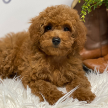 Poodle Puppy Bentley