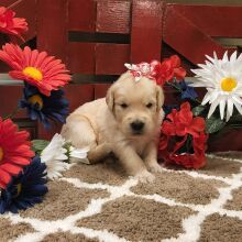 Golden Retriever Puppy Altheia