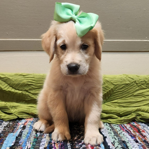 Golden Retriever Puppy Altheia