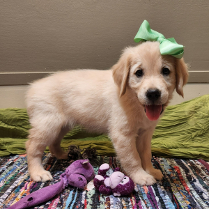 Golden Retriever Puppy Altheia