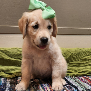Golden Retriever Puppy Altheia