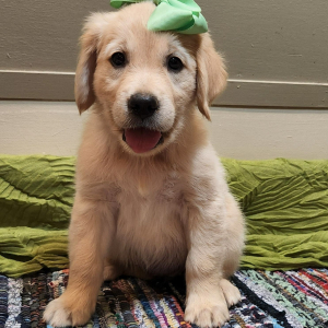 Golden Retriever Puppy Altheia