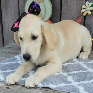 Golden Retriever Puppy Altheia