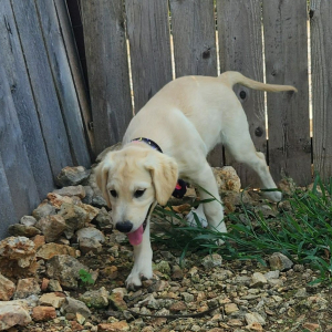 Golden Retriever Puppy Altheia