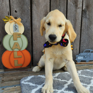Golden Retriever Puppy Altheia