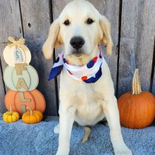 Golden Retriever Puppy Altheia