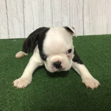 Boston Terrier Puppy Shem