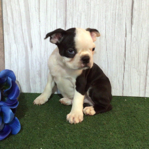 Boston Terrier Puppy Shem