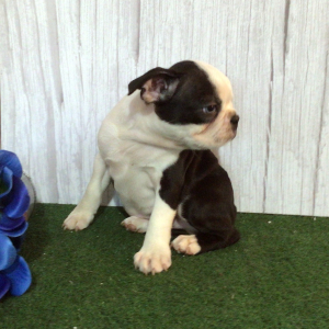 Boston Terrier Puppy Shem