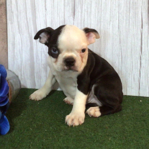Boston Terrier Puppy Shem